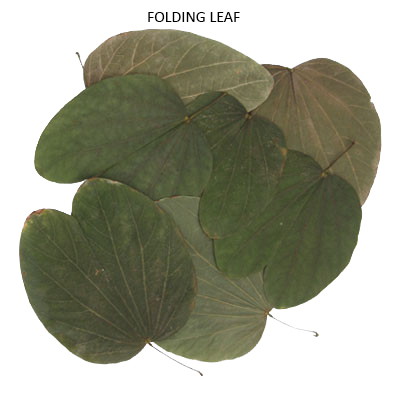 Folding Leaves Natural