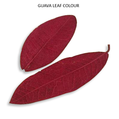 Guava Leaves Colour