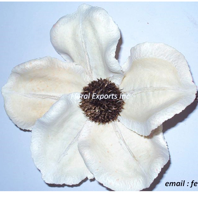 Jacaranda Splited Flower Bleach Loose