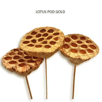 Lotus Pods Large Gold on 50cm Stick - Christmas Dried Flowers