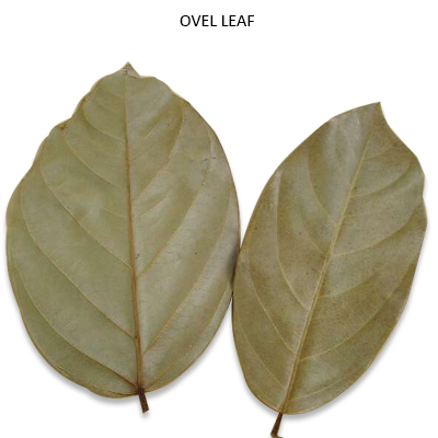 Ovel Leaves Natural - Bulk Dry Leaves Wholesale