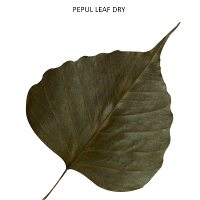 Dried Peepal Leaf Natural
