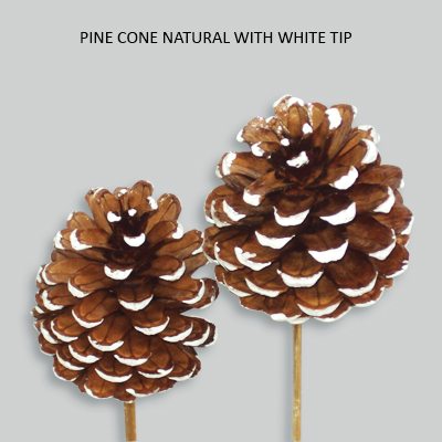 Pine Cone Natural with White Tip - christmas dried flowers