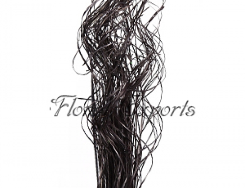 Curly Ting Ting Black