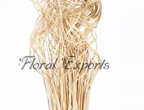 Curly Ting Ting Bleach