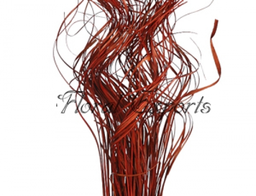 Curly Ting Ting Brown