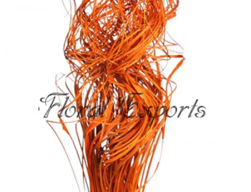 Curly Ting Ting Orange