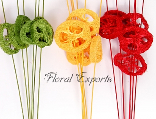 LUFFA SLICE ON STICK ASSORTED COLOUR