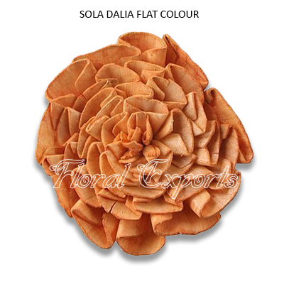 Sola Dahlia Flat 8cm Color