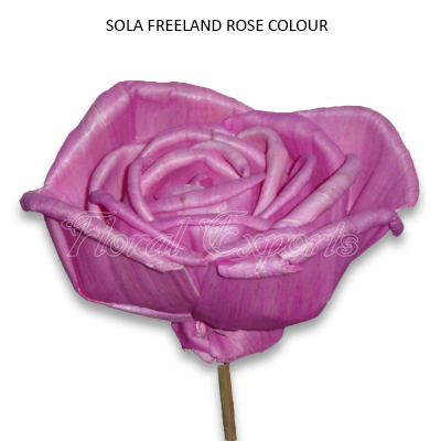 Sola Freeland Rose Colour on Stick - Sola Rose Flowers Wholesale