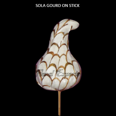 Sola Gourd on Stick - Sola Fruits
