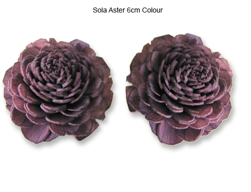 Sola Aster 6cm Wine Colour