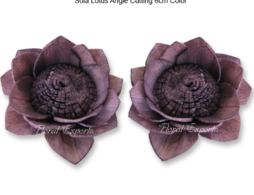 Sola Lotus Angle Cutting 6cm